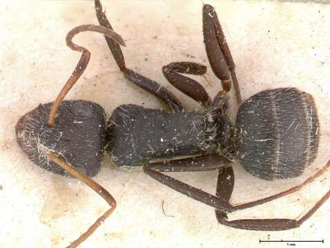 Image of Camponotus brasiliensis Mayr 1862