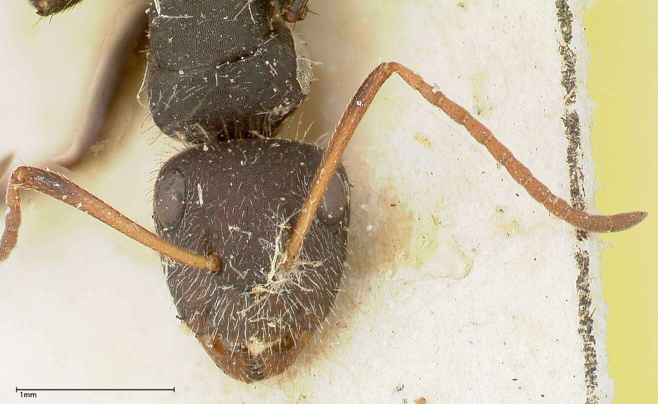 Plancia ëd Camponotus brasiliensis Mayr 1862