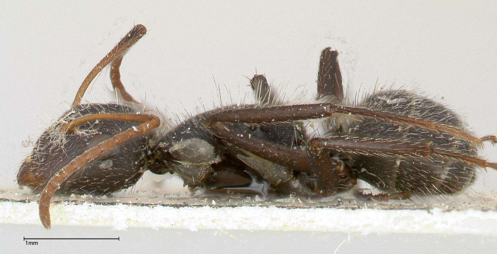 Plancia ëd Camponotus brasiliensis Mayr 1862