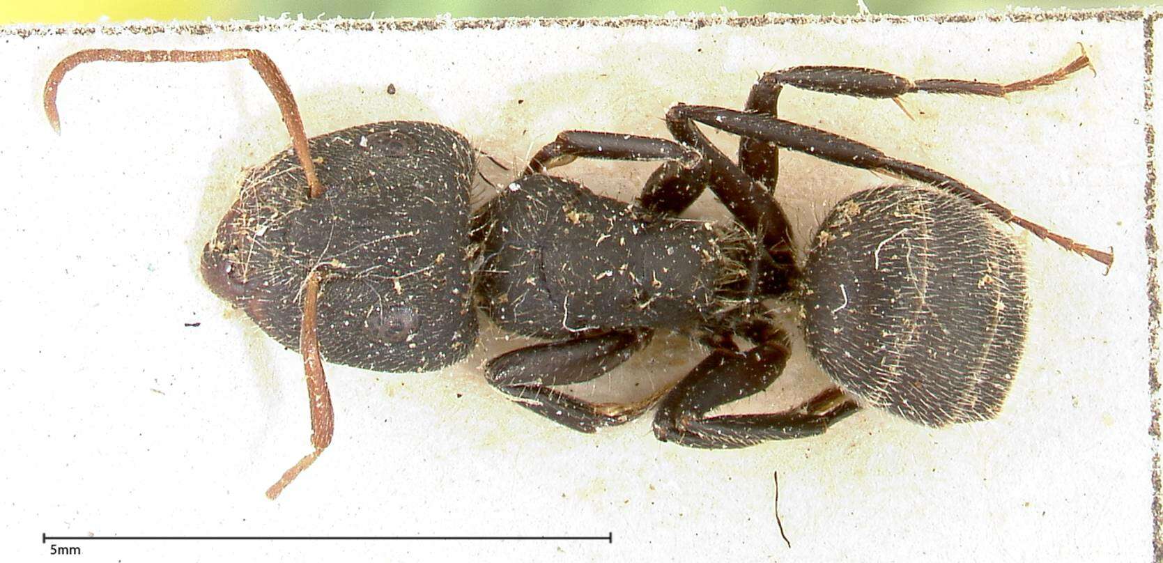 Plancia ëd Camponotus brasiliensis Mayr 1862