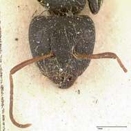 Image of Camponotus brasiliensis Mayr 1862