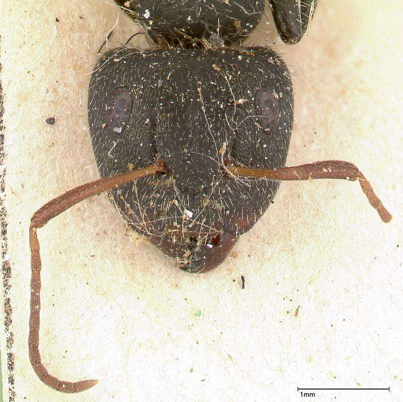 Plancia ëd Camponotus brasiliensis Mayr 1862