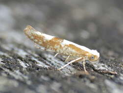 Imagem de Argyresthia pruniella Clerck 1759