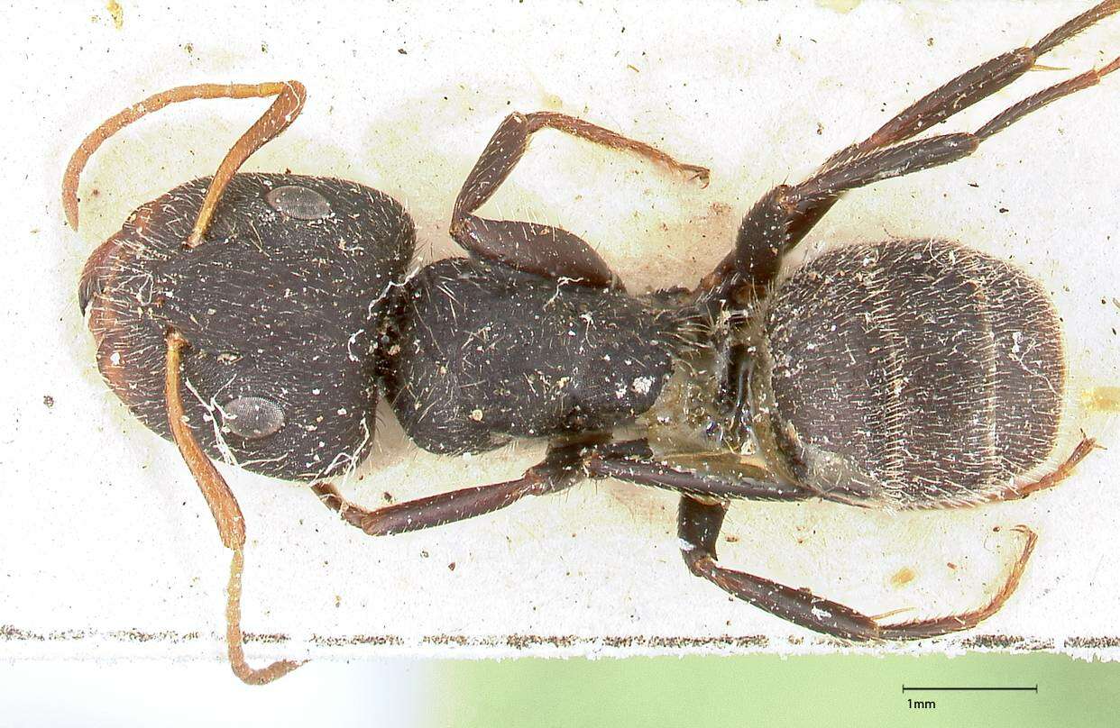 Plancia ëd Camponotus brasiliensis Mayr 1862