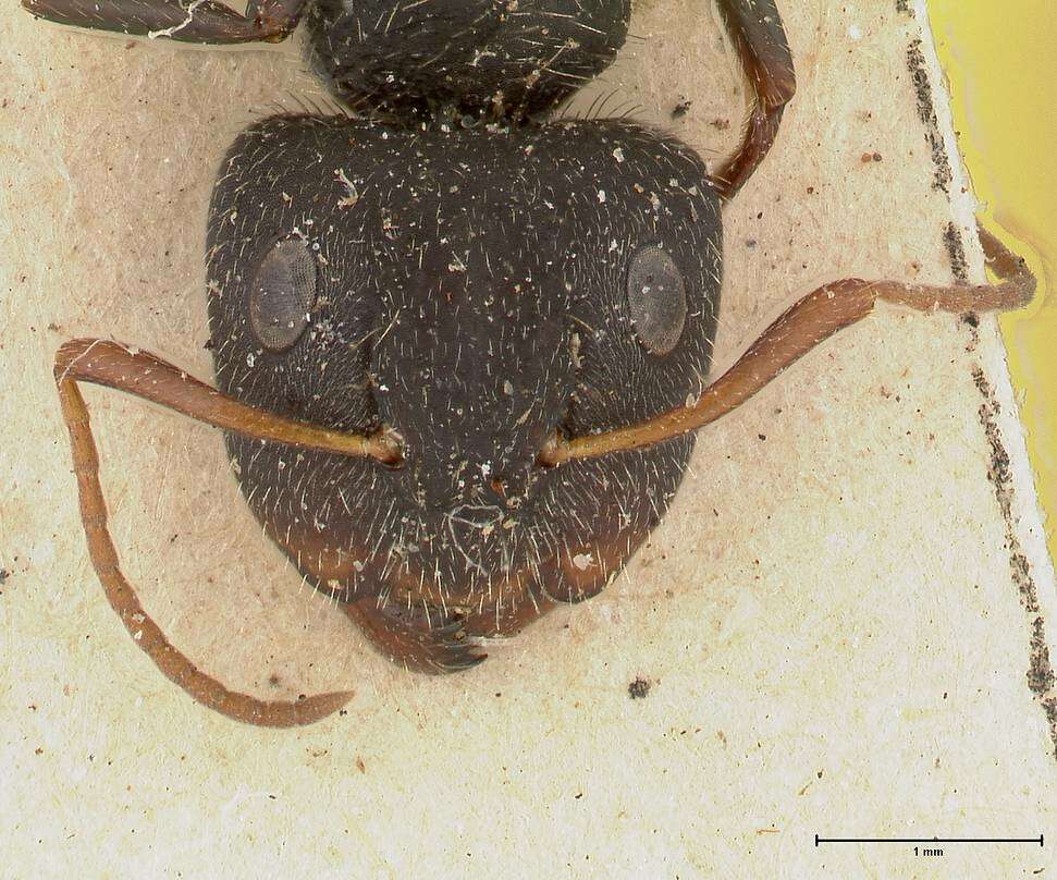 Plancia ëd Camponotus brasiliensis Mayr 1862