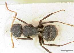 Image of Camponotus brasiliensis Mayr 1862