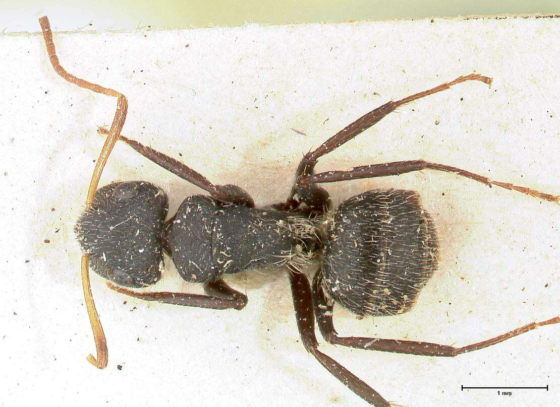 Plancia ëd Camponotus brasiliensis Mayr 1862