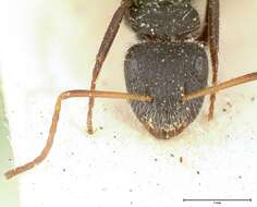 Image of Camponotus brasiliensis Mayr 1862