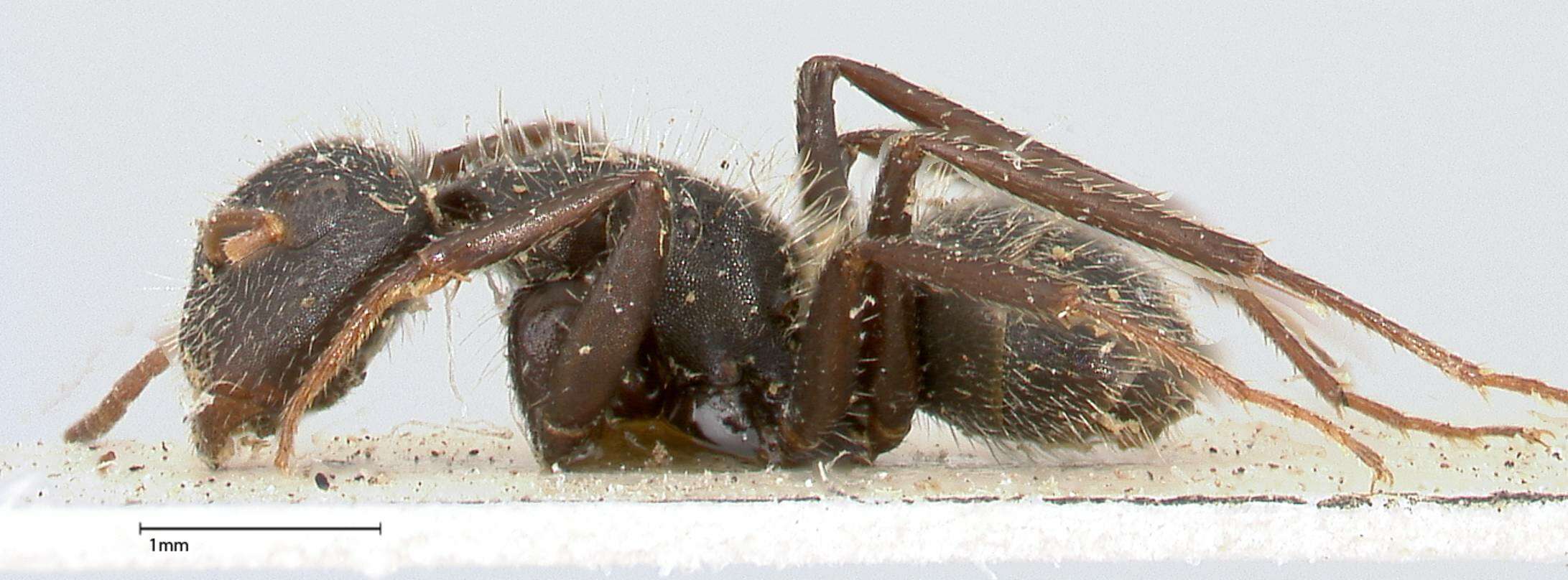 Image of Camponotus brasiliensis Mayr 1862