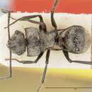 Image of Polyrhachis latinota Viehmeyer 1912