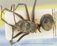 Image de Polyrhachis similis Viehmeyer 1912