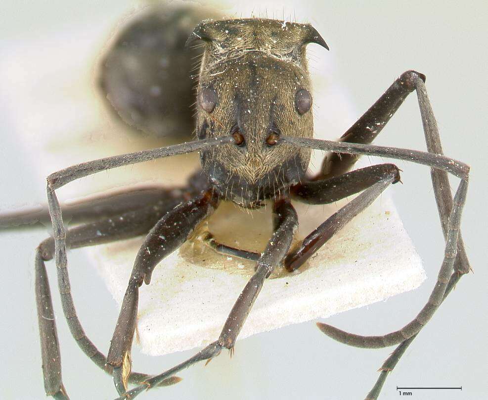 Image de Polyrhachis similis Viehmeyer 1912