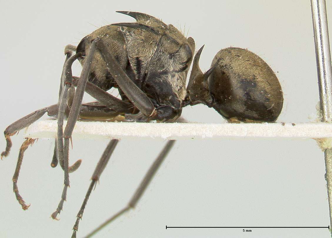 Image de Polyrhachis similis Viehmeyer 1912