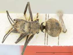 Image de Polyrhachis similis Viehmeyer 1912