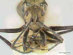 Image de Polyrhachis similis Viehmeyer 1912