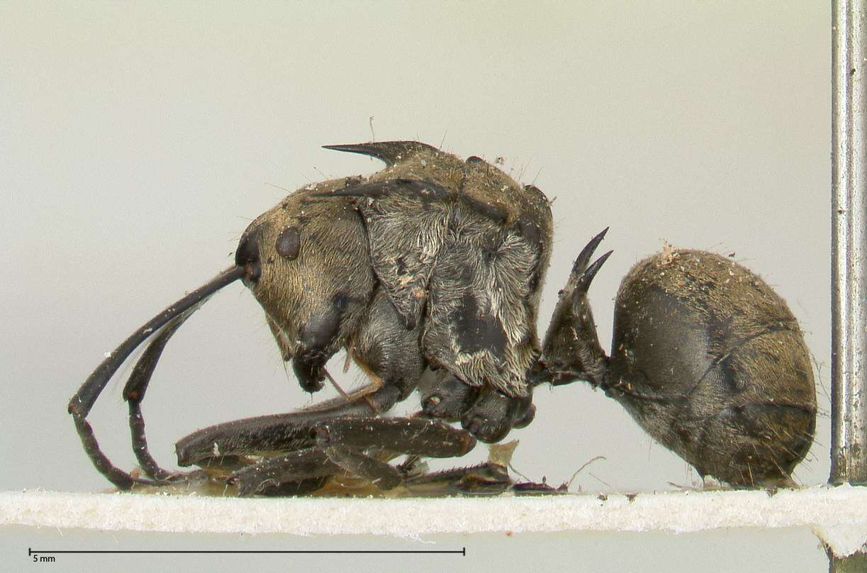 Image de Polyrhachis similis Viehmeyer 1912