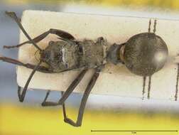 Image de Polyrhachis similis Viehmeyer 1912