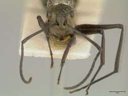 Image de Polyrhachis similis Viehmeyer 1912