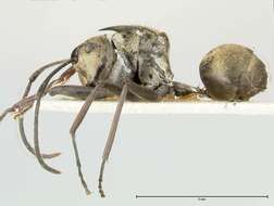 Image de Polyrhachis similis Viehmeyer 1912