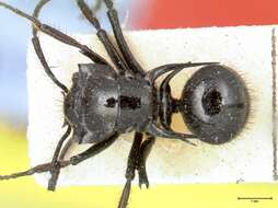 Image de Polyrhachis aurita Emery 1911