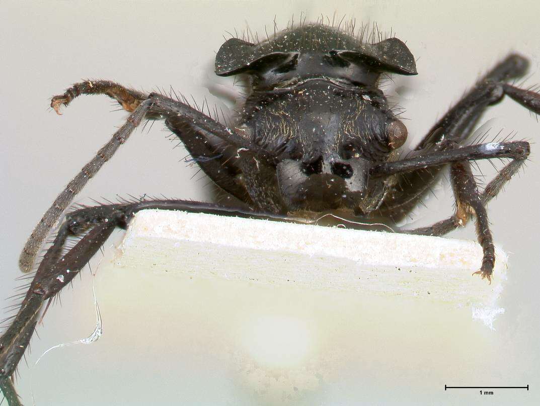 Image de Polyrhachis aurita Emery 1911