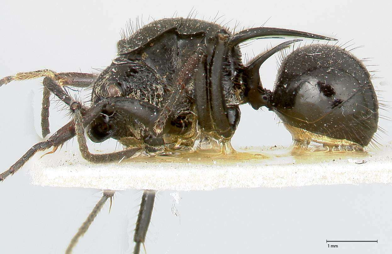 Image de Polyrhachis aurita Emery 1911