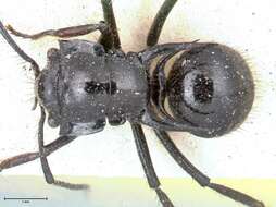 Image de Polyrhachis aurita Emery 1911