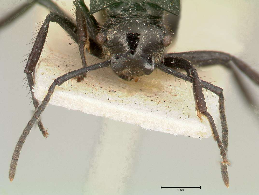 Image de Polyrhachis aurita Emery 1911