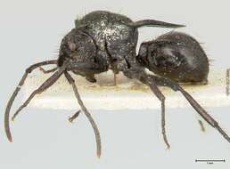 Image de Polyrhachis aurita Emery 1911