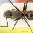 صورة Polyrhachis fulgens Viehmeyer 1912