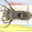 Plancia ëd Polyrhachis antennata Viehmeyer 1912