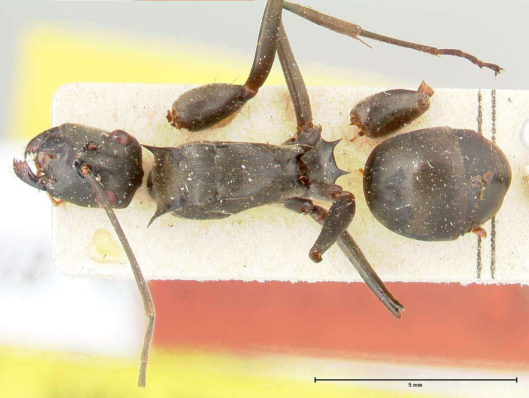 Image of Polyrhachis continua Emery 1887