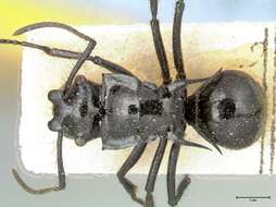 Image de Polyrhachis aurita Emery 1911