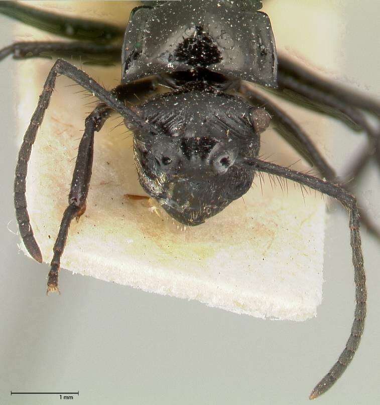 Image de Polyrhachis aurita Emery 1911