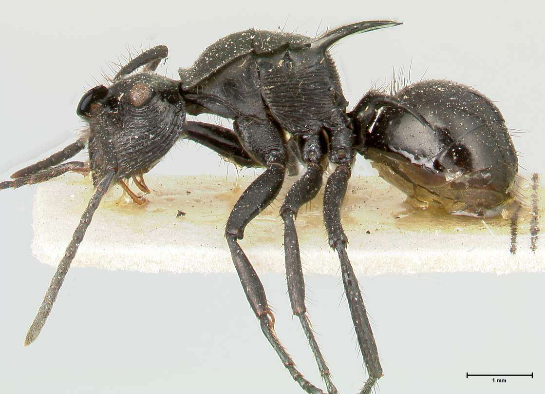 Image de Polyrhachis aurita Emery 1911