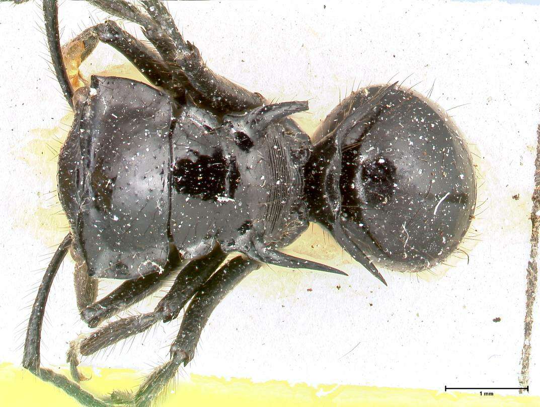 Image de Polyrhachis aurita Emery 1911