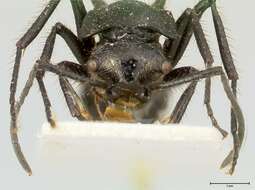 Image de Polyrhachis aurita Emery 1911