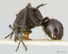 Image de Polyrhachis aurita Emery 1911