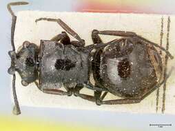 Image de Polyrhachis aurita Emery 1911