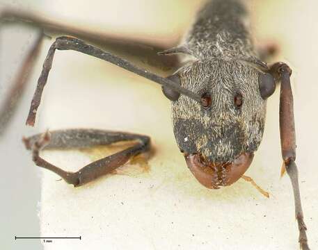 Image of Polyrhachis subfossa Viehmeyer 1913