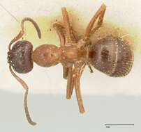 Image of Proformica flavosetosa (Viehmeyer 1922)