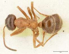 Image of Proformica flavosetosa (Viehmeyer 1922)