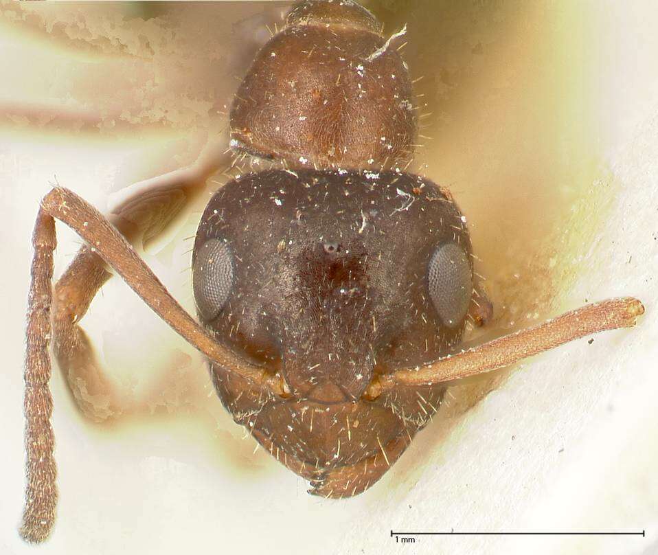 Image of Proformica flavosetosa (Viehmeyer 1922)