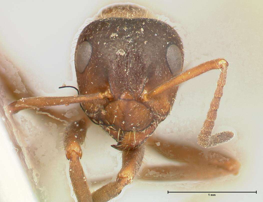 Image of Proformica flavosetosa (Viehmeyer 1922)