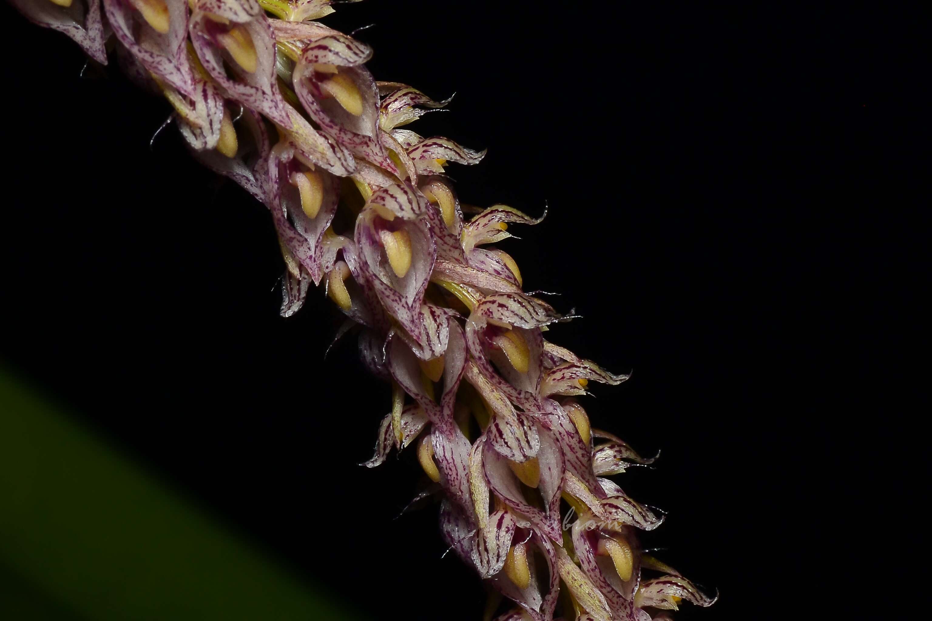 صورة Bulbophyllum lilacinum Ridl.