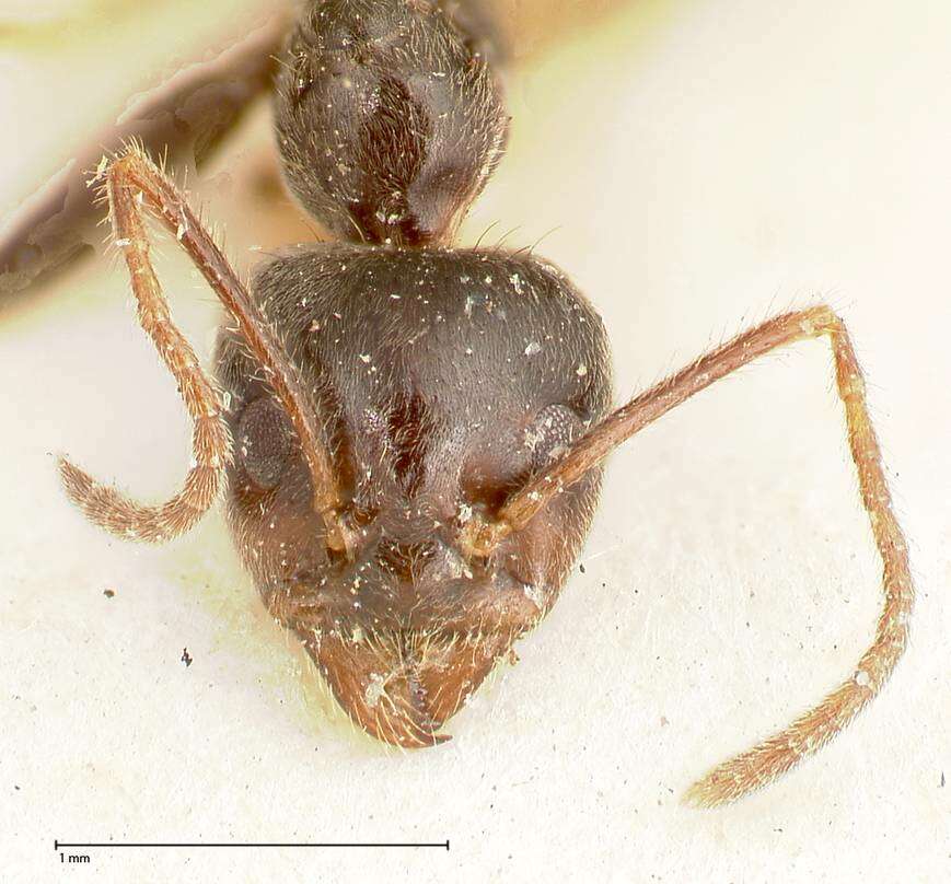 Image de Anonychomyrma