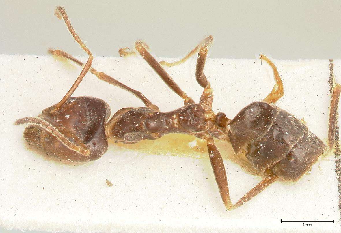 Image de Anonychomyrma