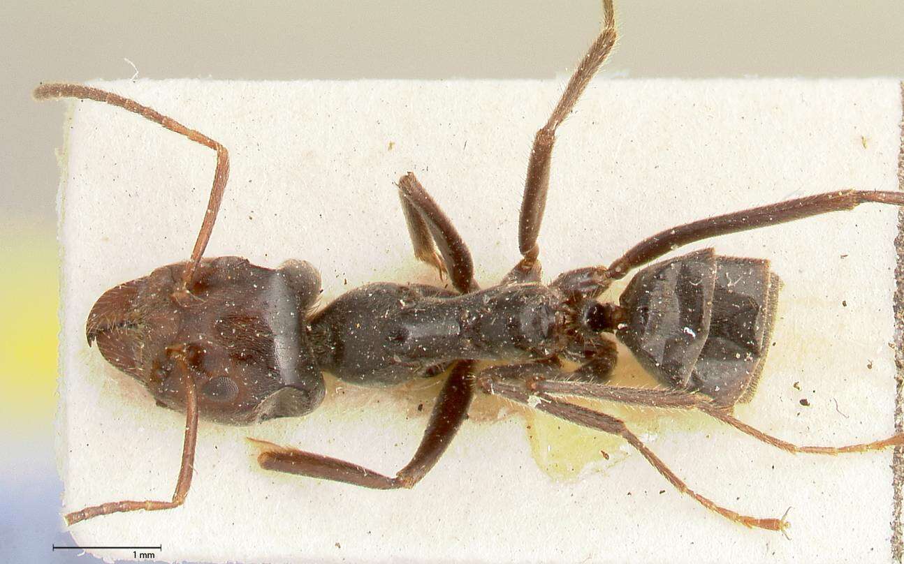 Image de Anonychomyrma