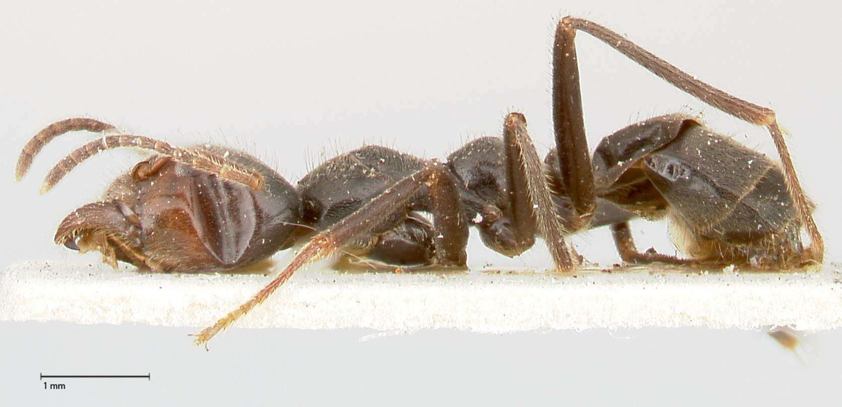 Image de Anonychomyrma