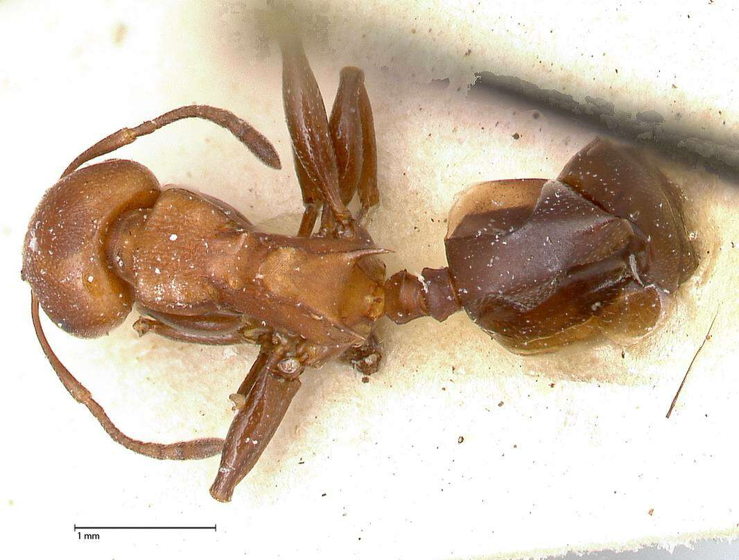 Image of Atopomyrmex mocquerysi Andre 1889